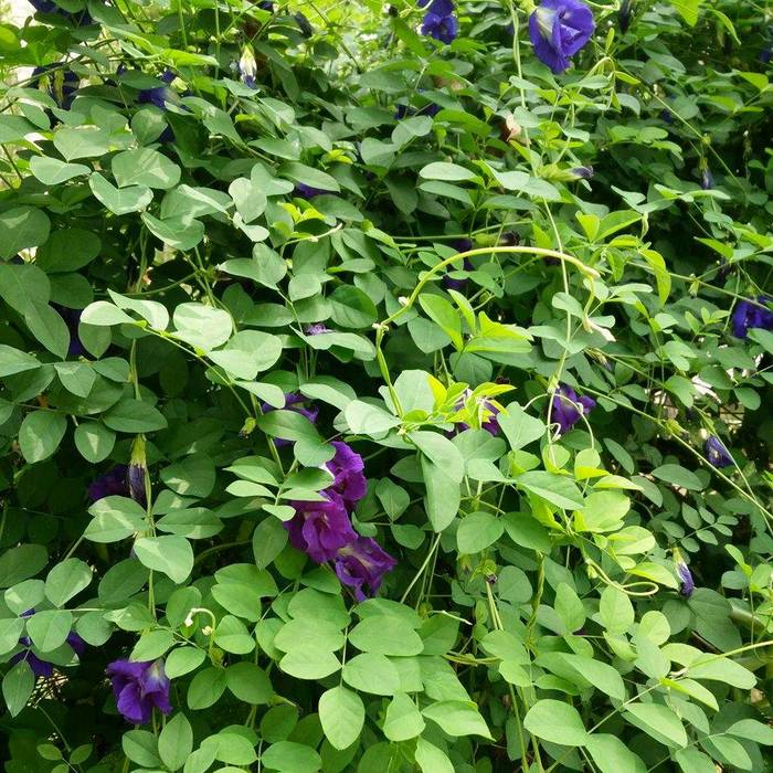 Clitoria Ternatea Butterfly Pea Flowers Anshan Tea Natural Food Colou